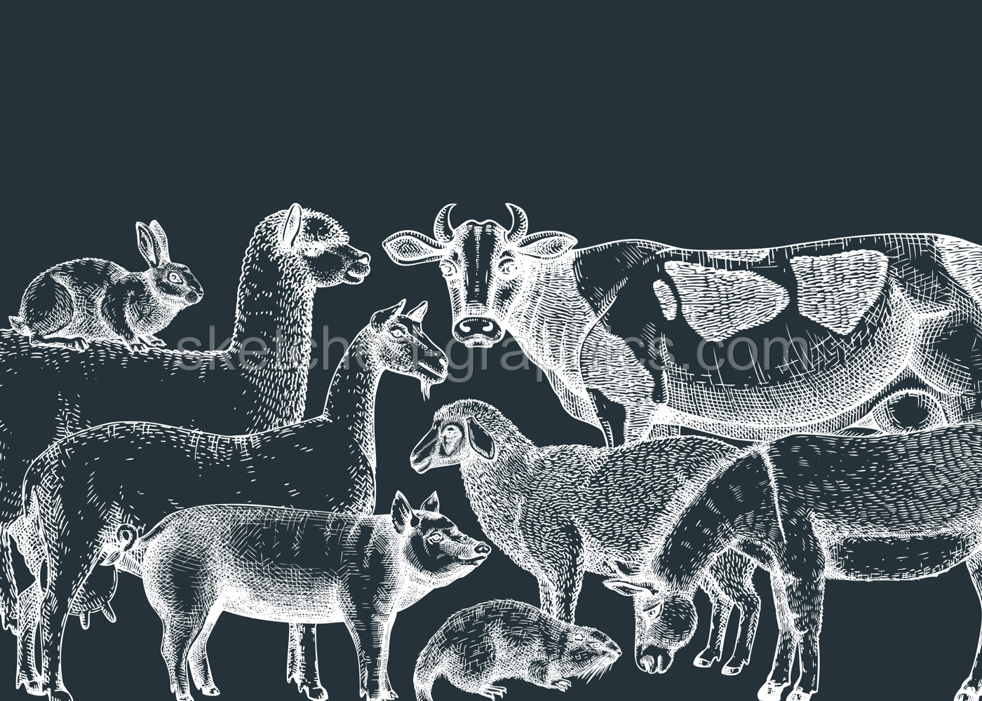 Hand-sketched farm animals vector banner on chalkboard. Cow, lama, donkey, goat, rabbit, sheep and other vintage animals. Farm hand-drawings perfect for label, icon, packaging, banners, books. Illustration